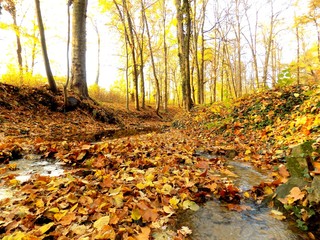 Creek in fall
