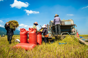 Farmers harvesting rice in Binh Thuan province, Vietnam.