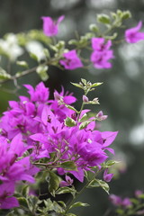 Presented a bouquet of pink bougainvillea. The background