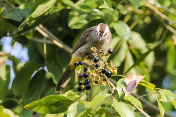 Yellow-vented Bulbul
