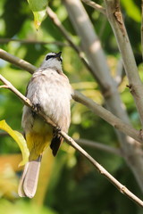 Yellow-vented Bulbul