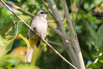 Yellow-vented Bulbul
