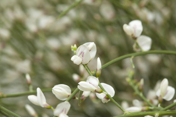 Retama rhodorhizoides, bridal veil broom