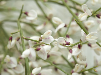 Retama rhodorhizoides, bridal veil broom