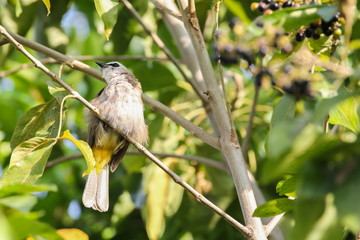 Yellow-vented Bulbul