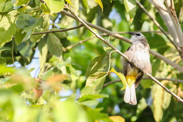 Yellow-vented Bulbul