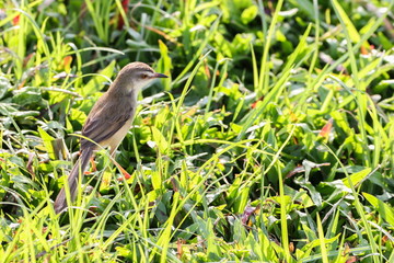 Plain Prinia
