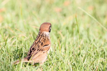 Eurasian Tree Sparrow