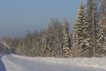 Winter forest