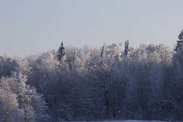 Winter forest