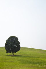A tree in grass field