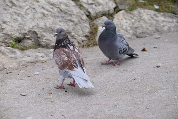 Obraz premium Tauben auf dem Boden auf Futtersuche
