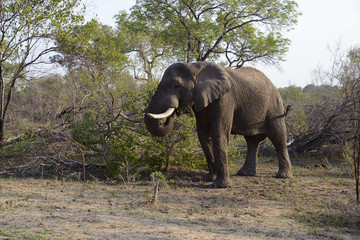 Fototapeta premium Elephants, Kruger National Park, South Africa