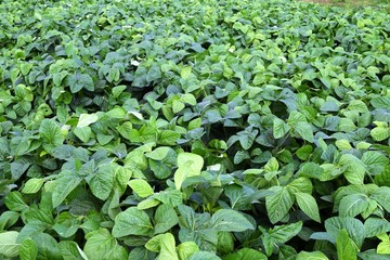 大豆畑／山形県鶴岡市で、大豆畑の風景を撮影した写真です。