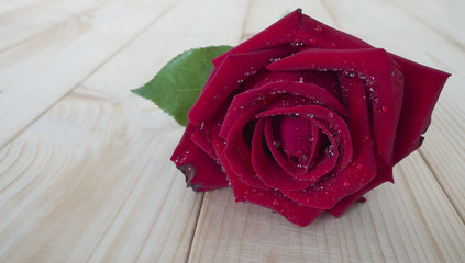 Red rose 44