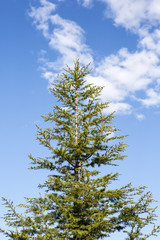 Peak of pine tree on cloudy sky