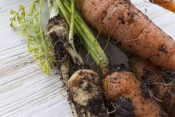 Really fresh carrots