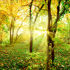 Sonnenstrahlen im Wald