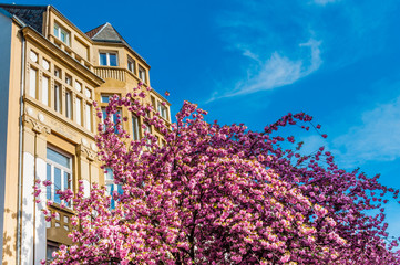Kirschblüte in der Bonner Altstadt; Deutschland
