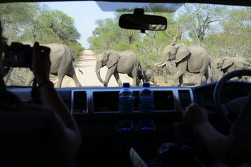 Elephants seen through car window, Kruger National Park, South Africa