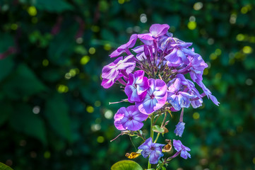 Gartenblumen - Phlox