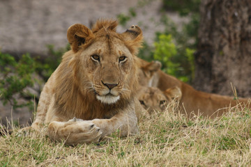 Lion Resting Near a Bush