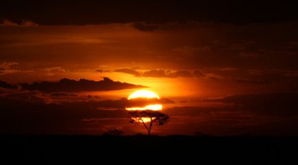 Acacia Tree at Serengeti Sunset - obrazy, fototapety, plakaty