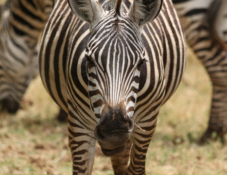 A zebra close up