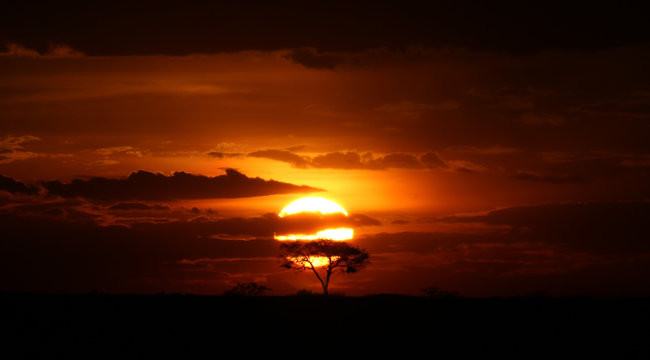 Acacia Tree At Serengeti Sunset