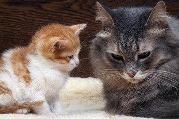 Две кошки - мама и ребенок, маленький котенок. Котенок смотрит на грустную маму кошку. Кошки семья, мама и малыш любят друг друга. Нежные, ласковые отношения в семье. Кошка грустит