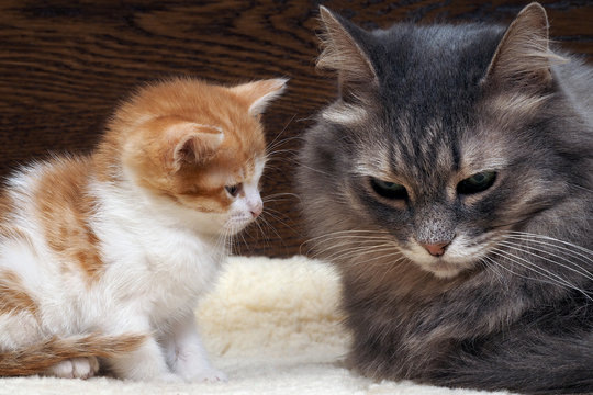 Две кошки - мама и ребенок, маленький котенок. Котенок смотрит на грустную маму кошку. Кошки семья, мама и малыш любят друг друга. Нежные, ласковые отношения в семье. Кошка грустит