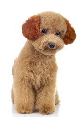 Tiny Toy Poodle