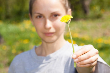 female hand holds a dandelion flower