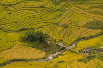 Rice fields on terraced of SAPA, Vietnam. Rice fields prepare the harvest at Northwest Vietnam