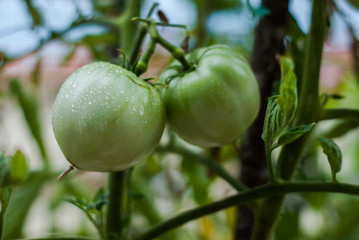 Green tomatoes