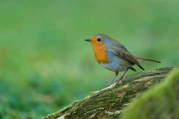 Fototapeta premium Rotkehlchen, European robin, Erithacus rubecula
