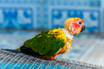 Sun Parakeet or Sun Conure, the beautiful yellow parrot bird