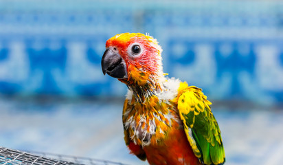 Sun Parakeet or Sun Conure, the beautiful yellow parrot bird