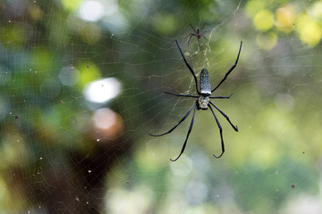 golden silk orb hanging on the web with green background