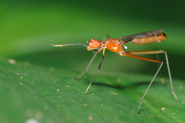 Fototapeta premium Stilt legged fly