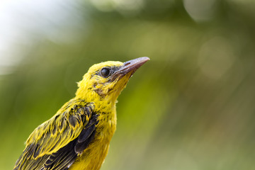 a juvenile Black-naped Oriole(Oriolus chinensis)