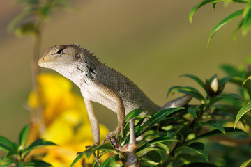 Chameleon lizard