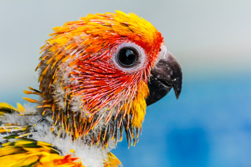 Close up head of Sun Parakeet or Sun Conure