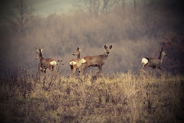 beautiful image with roe deers