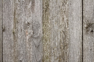 Obraz premium beige fir boards texture