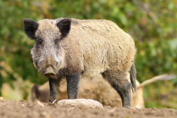 big wild boar