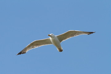 caspian gull flying over the sky