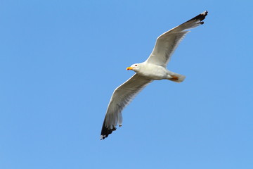Fototapeta na wymiar caspian gull over colorful sky