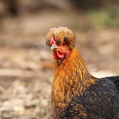 close up of funny hen