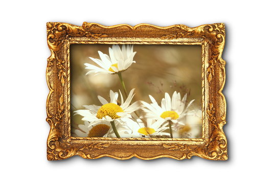 beautiful daisies in old painting frame